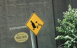 Duck Crossing