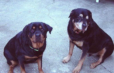Kooma and Sara, my Rottweilers