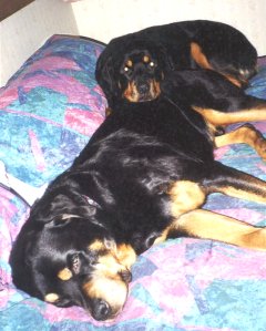 Kooma and Rasha, my Rottweilers